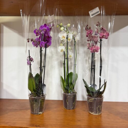 Phalaenopsis em vaso (Orquídea)