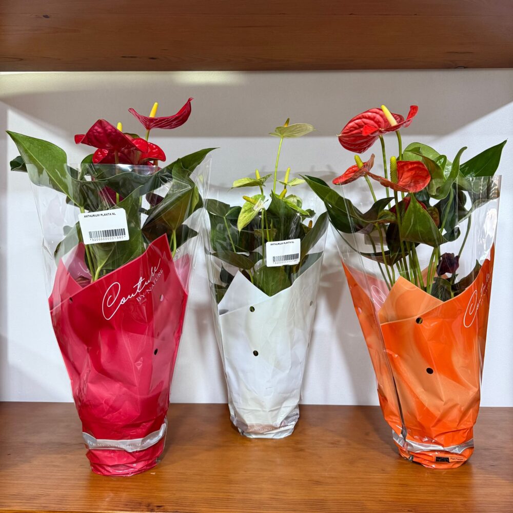 Anthurium em vaso (Anturios)