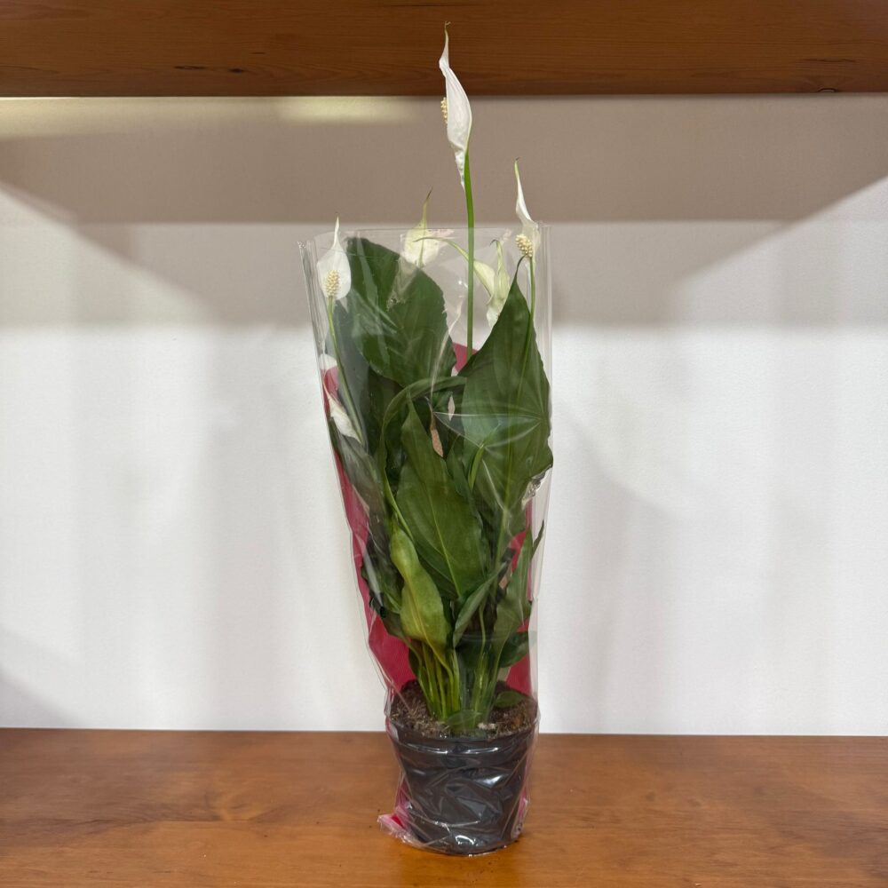 Spathiphyllum em vaso (Lírio da Paz)